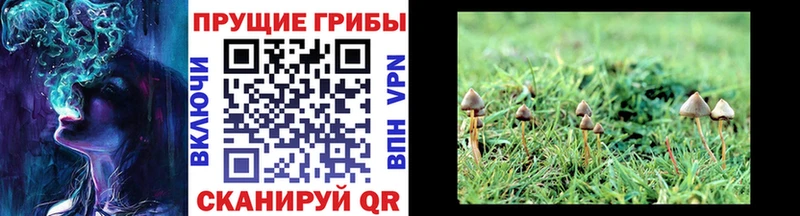 Галлюциногенные грибы мицелий Нягань